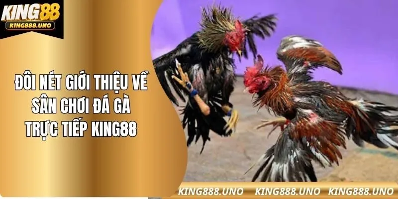Đôi nét giới thiệu về sân chơi đá gà trực tiếp king88